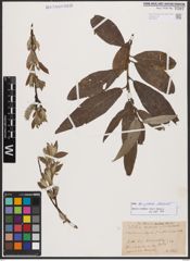 Salix burjatica Nasarow